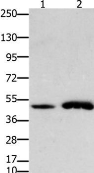 FOXL2 Antibody