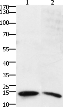 SUMO2/SUMO3/SUMO4 Antibody