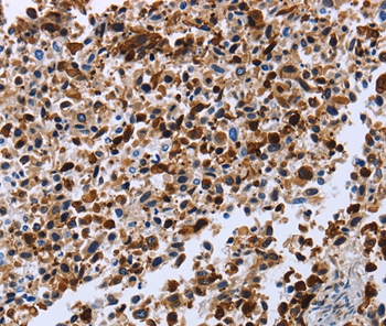 CXCR3  Antibody