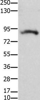 KCNH2  Antibody