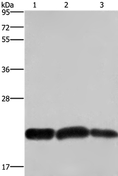 CBX3 Antibody