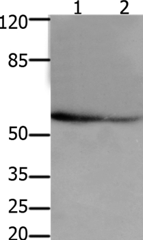 API5 Antibody