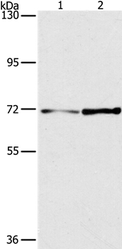 PPP1R13L Antibody