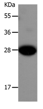 IGFBP1 Antibody