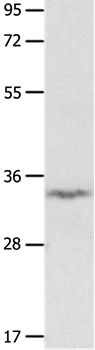 IGFBP7 Antibody