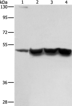 ING1 Antibody