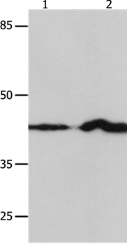 IRF1 Antibody