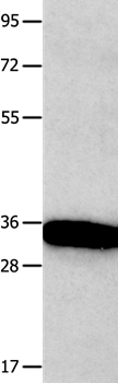 KLK5 Antibody