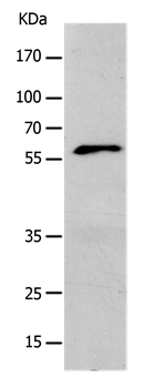 KCNC1 Antibody