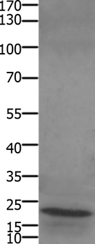 STMN2/STMN3/STMN4 Antibody