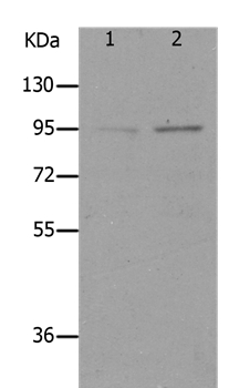 LEPR Antibody