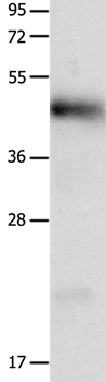 LRP1  Antibody