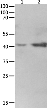 LRPAP1 Antibody