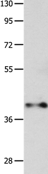 MADCAM1 Antibody