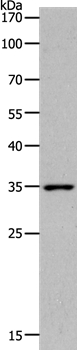 MC2R Antibody