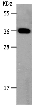 MC3R Antibody