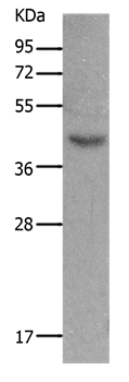 MC5R Antibody