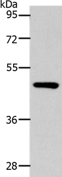 SLC16A14 Antibody