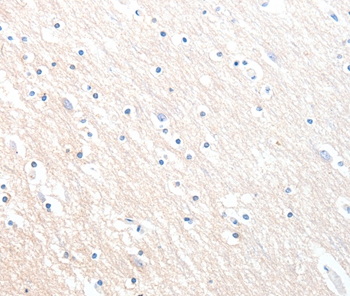 MLNR Antibody