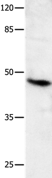 MLNR Antibody