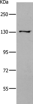 CDH2 Antibody