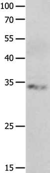 RBFOX3 Antibody