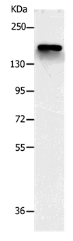 NCAN Antibody