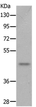 NTSR2 Antibody