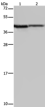 P2RY1 Antibody