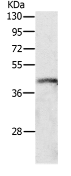 P2RY4 Antibody