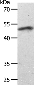 SMAD7 Antibody