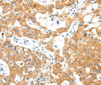 TRAF3 Antibody