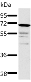 TRAF3 Antibody