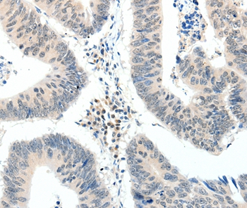 TRAF7 Antibody