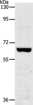 TRAF7 Antibody