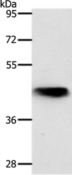 NKX2-1 Antibody