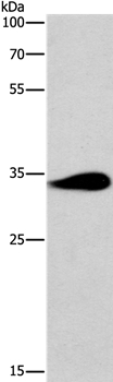 TNIP3 Antibody