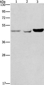 ACP2 Antibody