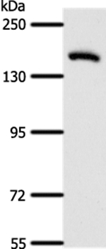 AFF2 Antibody