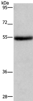 LPCAT4 Antibody