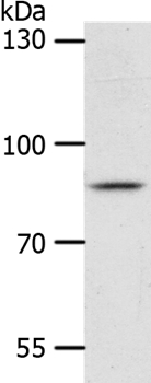 ANKRD28 Antibody