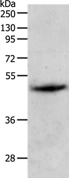 PGA5 Antibody