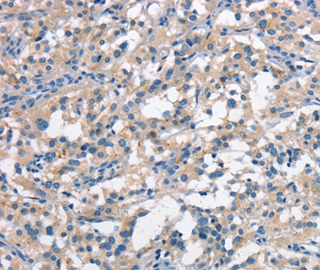 ANAPC1 Antibody