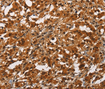 ANAPC4 Antibody