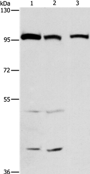 ANAPC4 Antibody