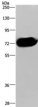 CDC16 Antibody