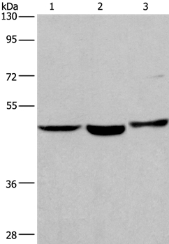 APMAP Antibody