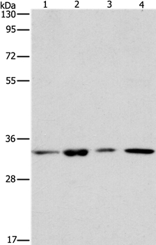 ARPC2 Antibody