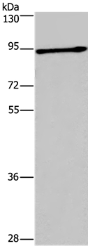 DCLK1 Antibody