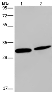 GJB4 Antibody